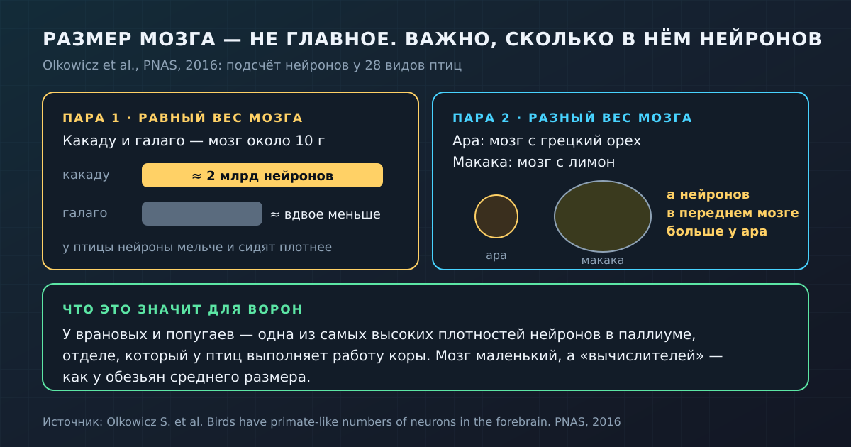 Маленький мозг птицы вмещает столько же нейронов, сколько мозг обезьяны: всё решает плотность упаковки