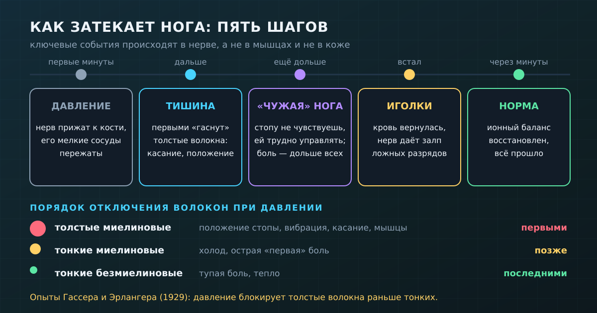 Затекание — это история про нерв: сначала он замолкает, а «иголки» появляются, когда кровь возвращается