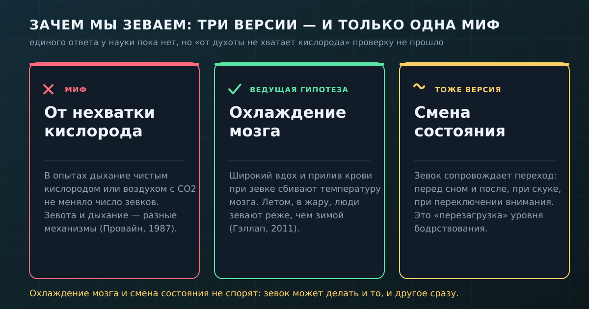 Три версии, зачем мы зеваем: миф про кислород проверку не прошёл, ведущая гипотеза — охлаждение мозга, плюс смена состояния. Источники: Провайн, 1987; Гэллап, 2011.