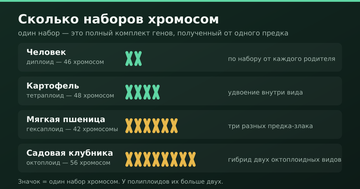 Сколько наборов хромосом у человека, картофеля, пшеницы и клубники