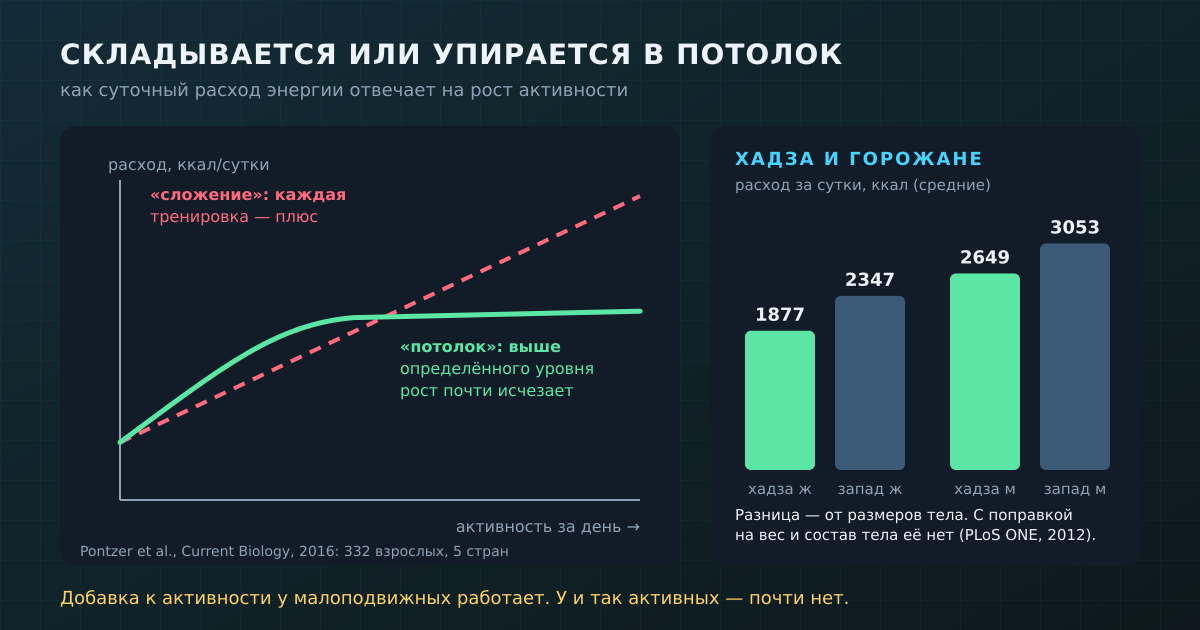 Две модели расхода энергии: «сложение» против «потолка», и суточный расход хадза и жителей западных стран
