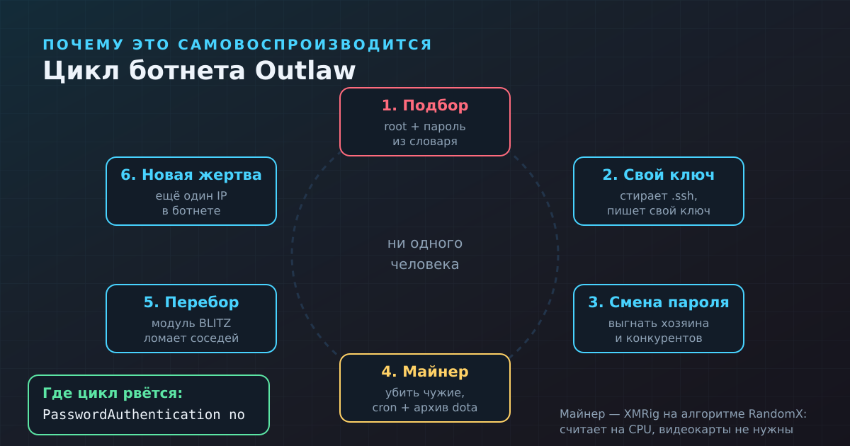 Цикл ботнета Outlaw: взломанный сервер сам становится взломщиком. Цикл рвётся, если вход по паролю выключен