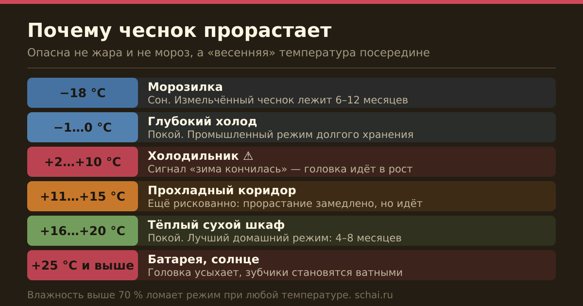 Температурная шкала: при каких условиях чеснок спит, а при каких идёт в рост
