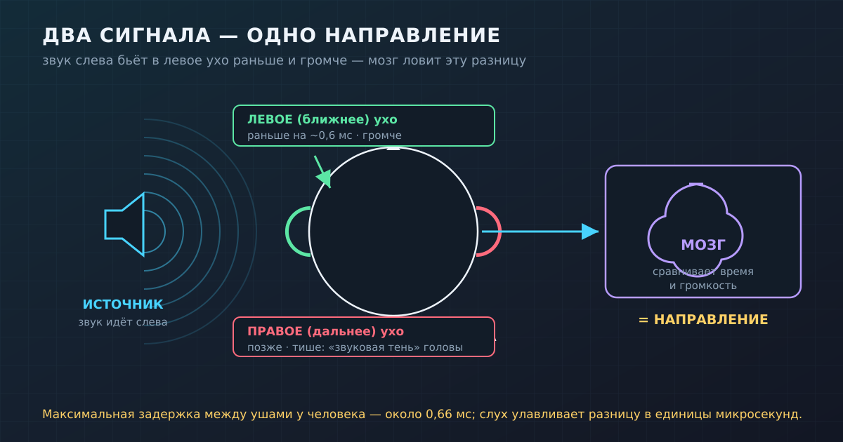 Источник слева бьёт в ближнее ухо раньше и громче, в дальнее — позже и тише. Мозг сравнивает два потока и выдаёт направление.