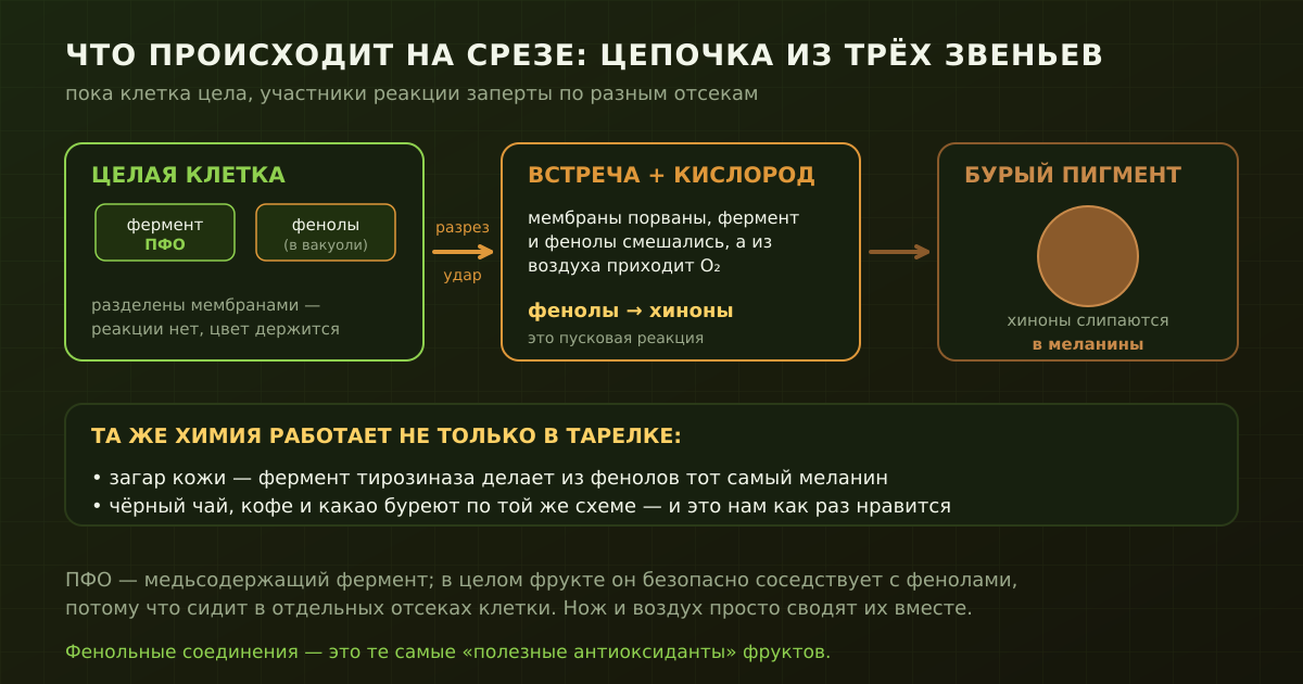 Цепочка из трёх звеньев: в целой клетке фермент и фенолы разделены мембранами; разрез и кислород сводят их вместе; фенолы превращаются в хиноны, а те слипаются в бурый меланин.