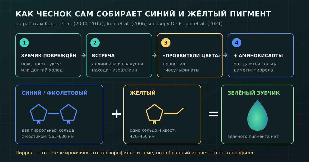 Цепочка позеленения: повреждённая клетка — фермент и изоаллиин — «проявители цвета» — пирролы — синий и жёлтый пигменты, которые глаз видит зелёными