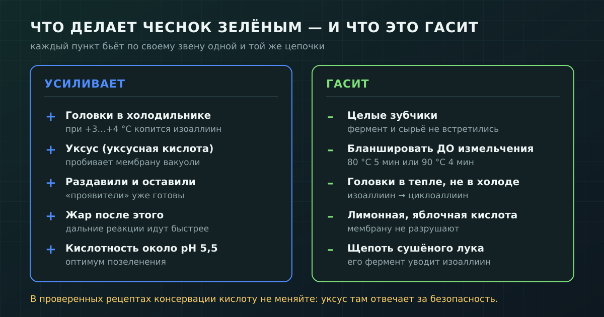 Что усиливает позеленение чеснока и что его гасит: каждый фактор бьёт по своему звену одной цепочки