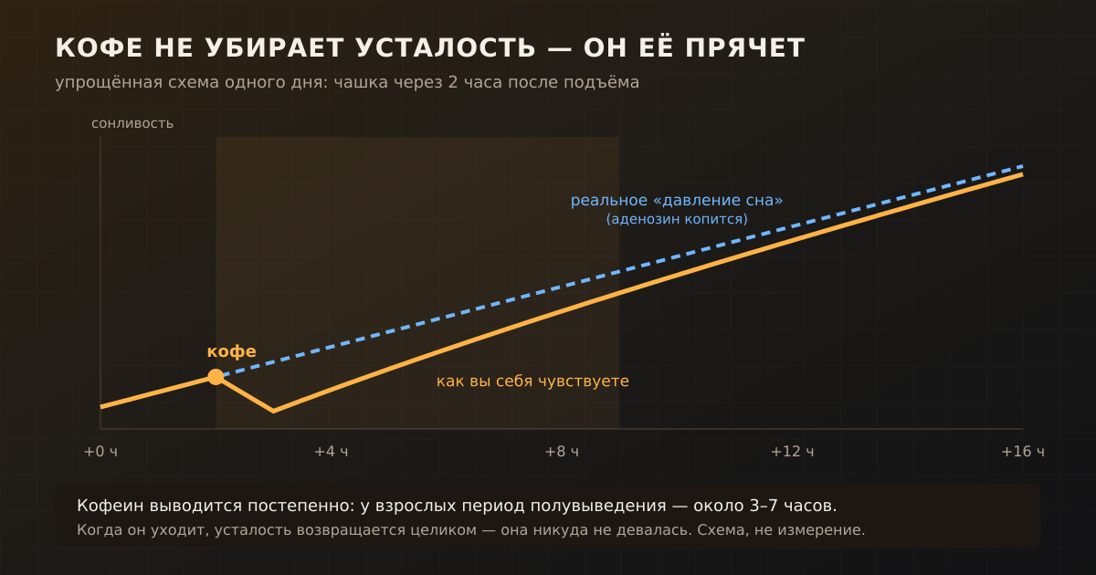 Схема: кофеин временно прячет сонливость, но реальное «давление сна» продолжает расти. Когда кофеин выводится, усталость возвращается целиком