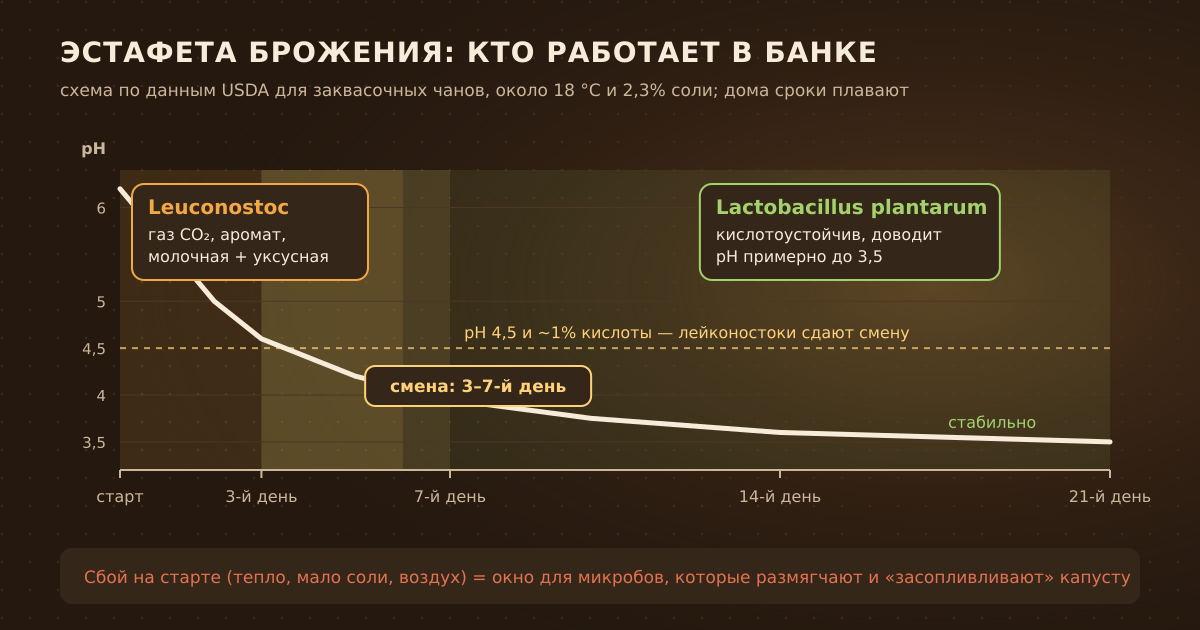 Эстафета брожения: лейконостоки дают газ и аромат, лактобациллы — кислоту и стабильность. Смена обычно происходит на 3–7-й день