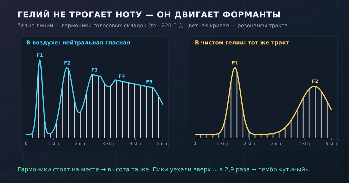 Гармоники голосовых складок в гелии остаются на месте, а пики резонансов — форманты — уезжают вверх