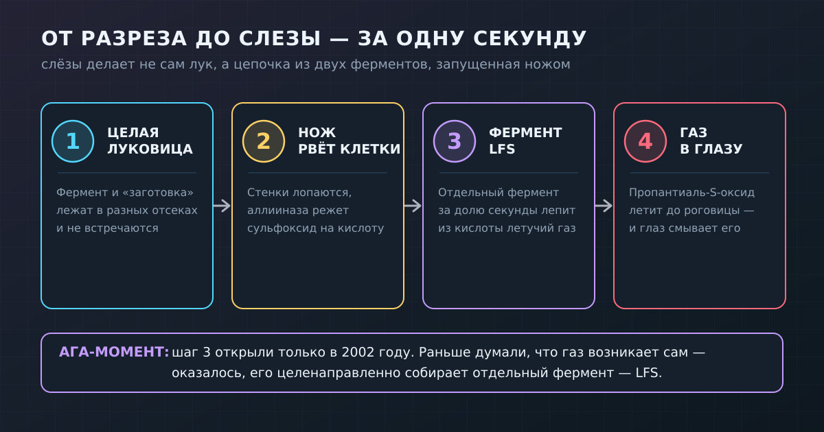 От разреза до слезы — за одну секунду: нож рвёт клетки, аллииназа и фермент LFS собирают летучий пропантиаль-S-оксид, который долетает до глаза.