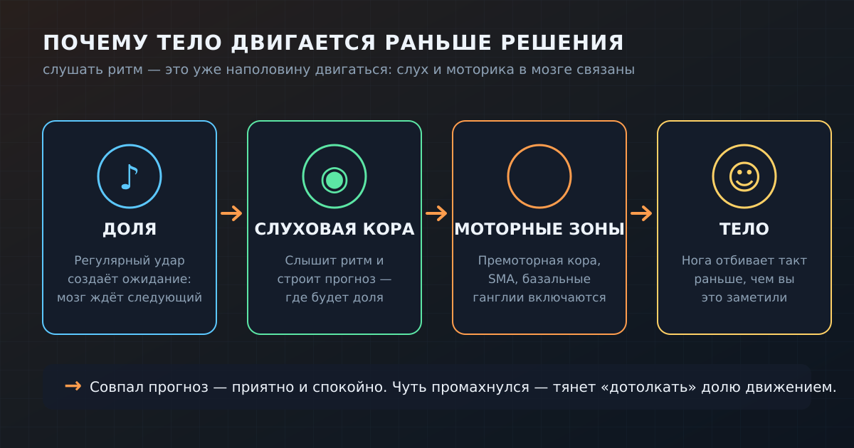 Путь от удара до движения: доля создаёт ожидание, слуховая кора строит прогноз, включаются моторные зоны — и тело начинает отбивать такт раньше осознанного решения.