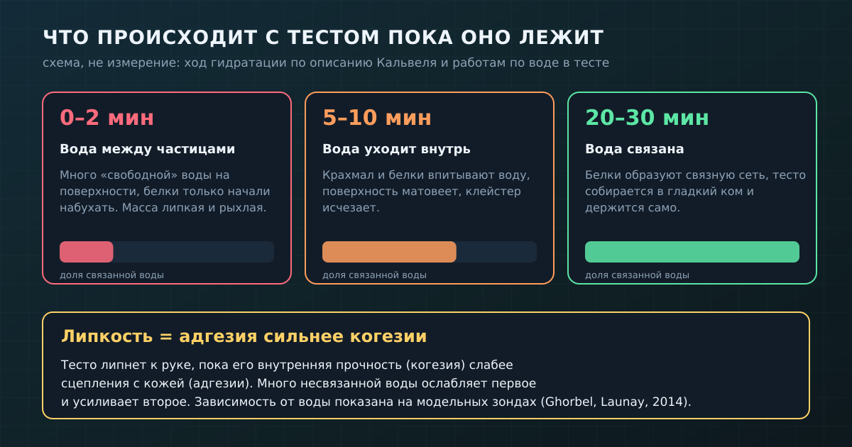 Что происходит с тестом пока оно лежит: вода уходит из «плёнки» внутрь частиц