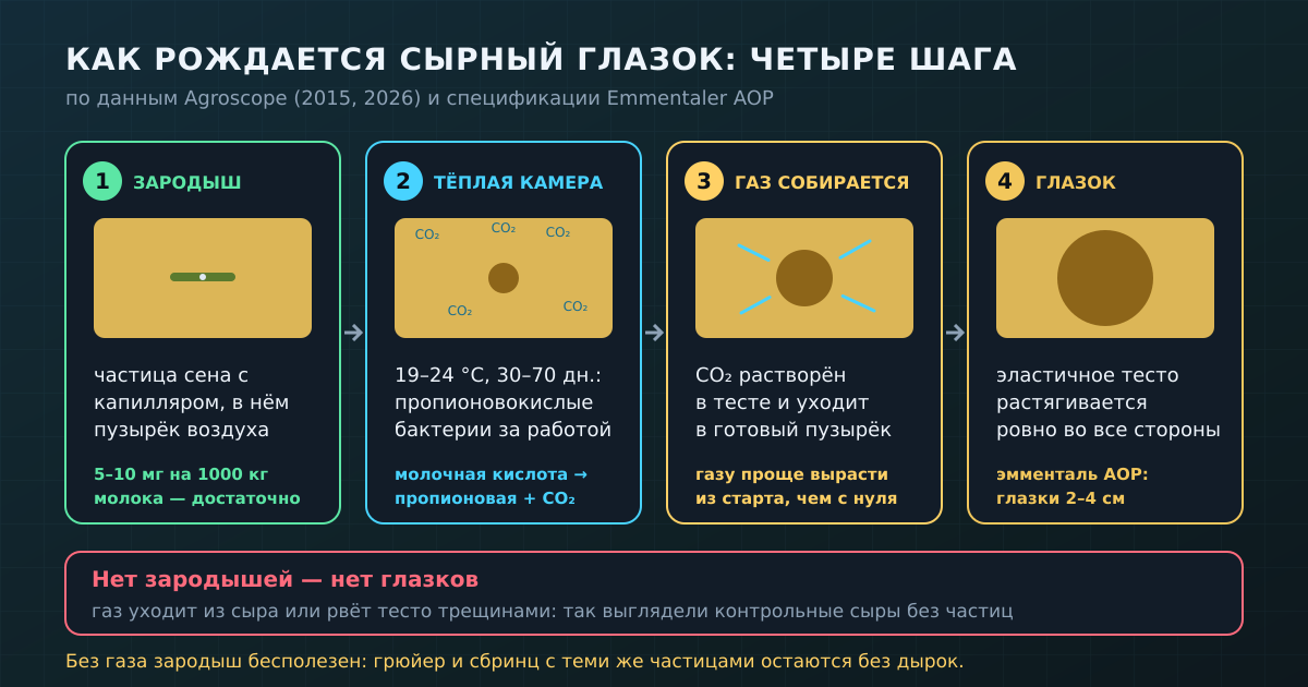 Глазок получается из двух условий: зародыша с воздухом и углекислого газа, который выделяют пропионовокислые бактерии в тёплой камере