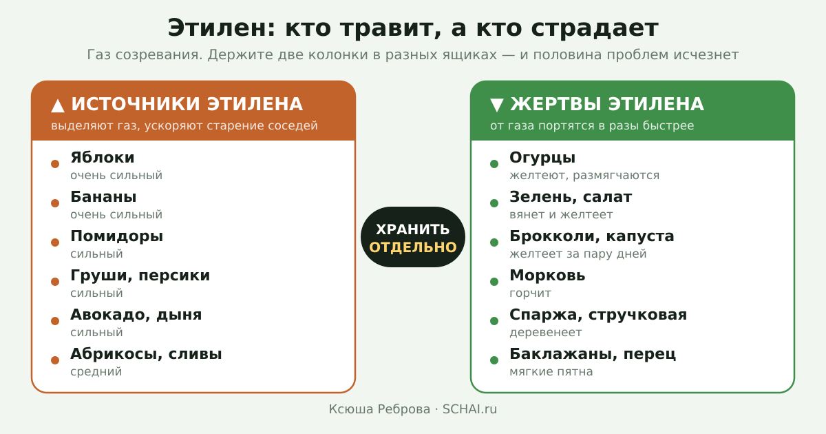 Инфографика: какие продукты выделяют этилен, а какие от него страдают
