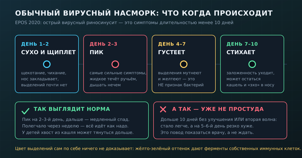 Обычный вирусный насморк по дням: где норма, а где уже повод к врачу