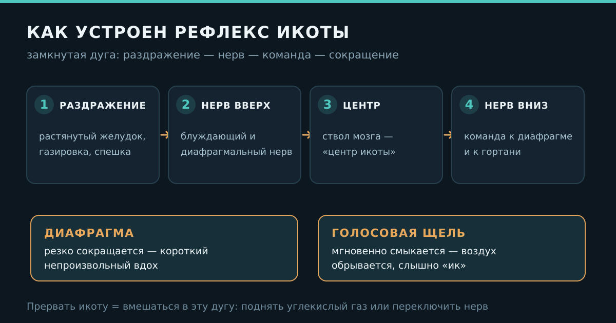 Рефлекторная дуга икоты: раздражение — нерв — центр в стволе мозга — сокращение диафрагмы и смыкание голосовой щели